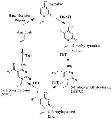 Developmental Functions of the Dynamic DNA Methylome and Hydroxymethylome in the Mouse and Zebrafish: Similarities and Differences